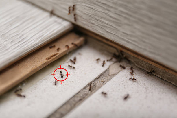 Best Best Pest Control Companies  in Sealy, TX