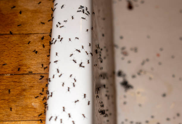 Best Pest Removal Services  in Sealy, TX