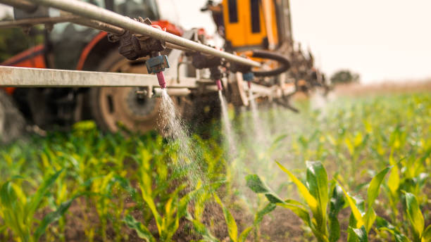 Best Ant Control Services  in Sealy, TX